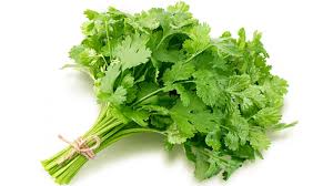 CILANTRO